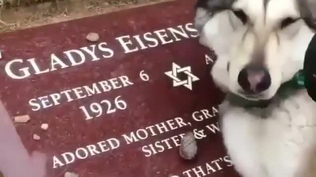 Dog crying on its owners grave!!!Dog love is unconditional.