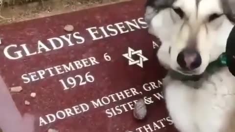 Dog crying on its owners grave!!!Dog love is unconditional.