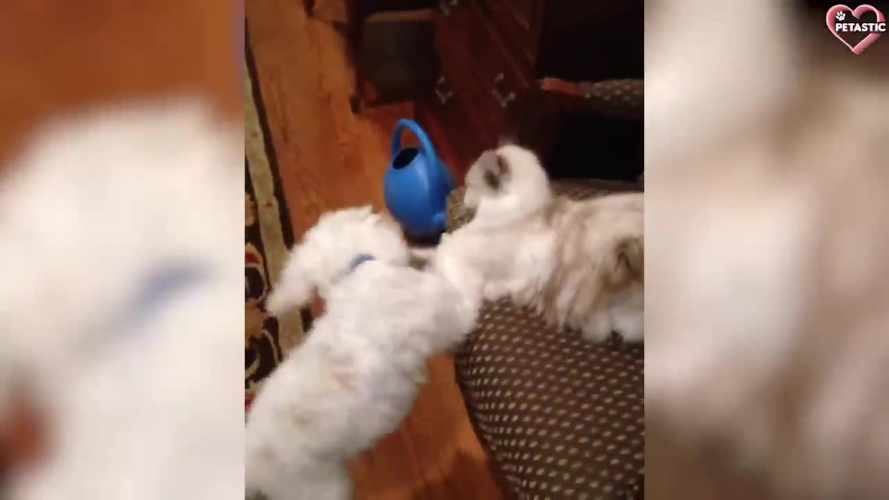 Cats vs Dogs Fighting - Funny Cats and Dogs Compilation -- PETASTIC