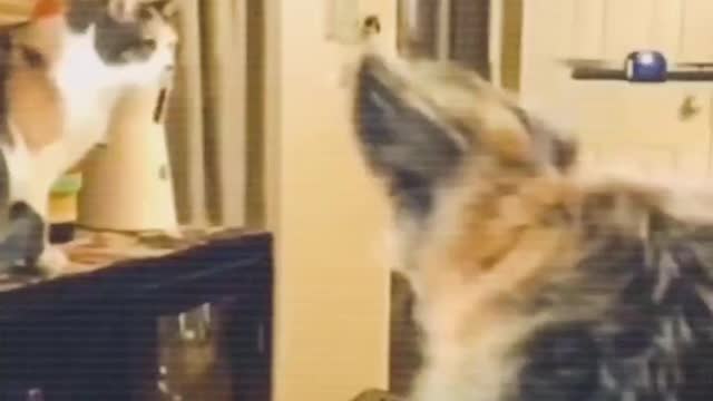 Cat & Dogs Enjoying Moments