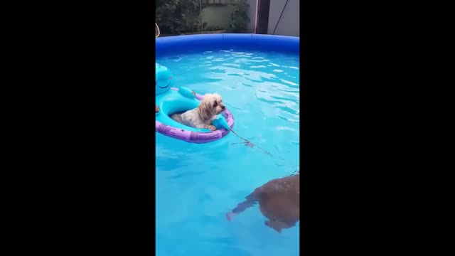 Cute Boston Terrier tows doggy friend around in the pool