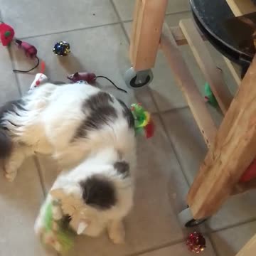 Cat plays with toy