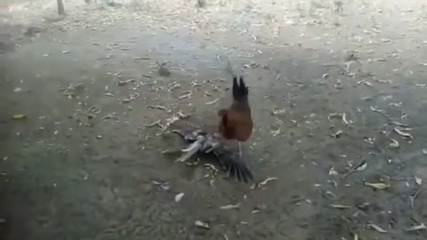 A fierce confrontation between a chicken and a falcon