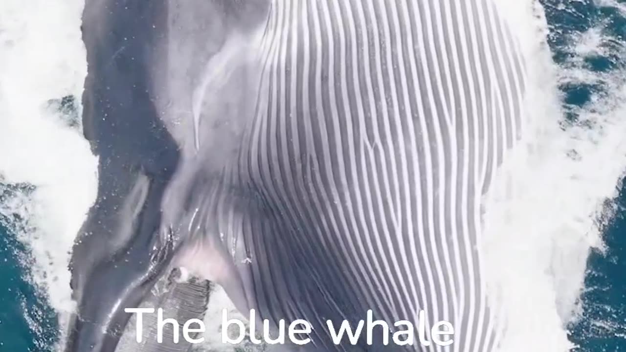 Blue whale in water