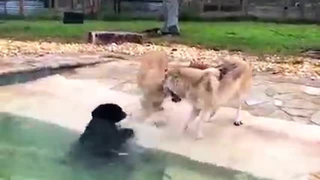 Cute wolfy, lion and bear plays around pool... 😍😍