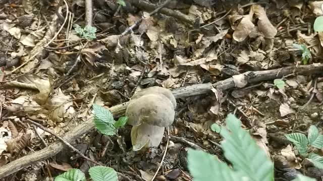 Amazing How Many Mushrooms in One Place