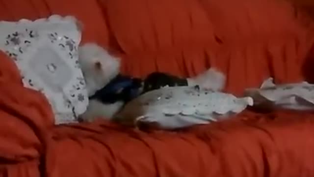 Perrito gracioso en busca donde dormir