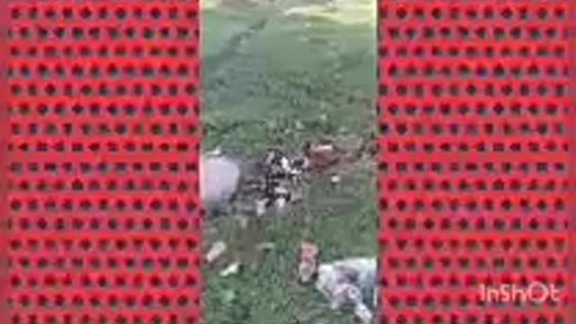 Funny animals videos