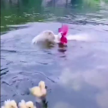 Chicks and Rooster Learn Swimming shorts