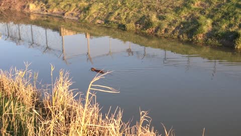 GIANT RAT IN THE CANAL!!!