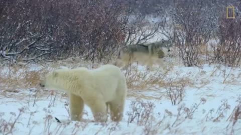 Two predators are chasing each other