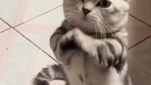 Funniest cat dance