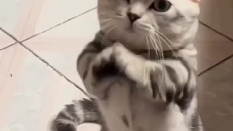 Funniest cat dance