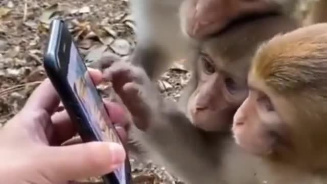 Monkey Playing With Mobile