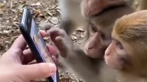 Monkey Playing With Mobile