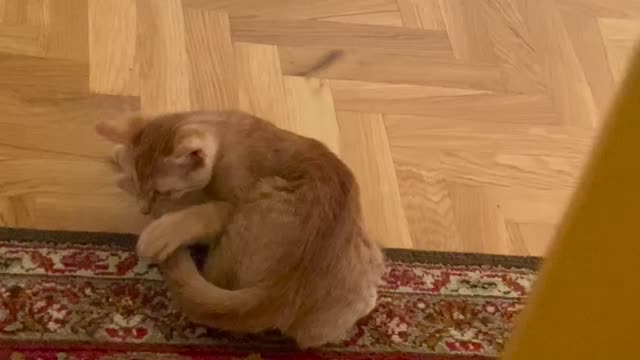 Kitten chasing it’s own tail