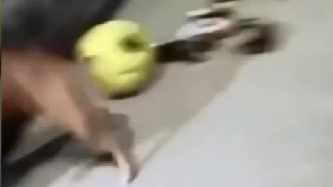 Dogs funny video