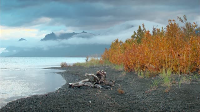 Autumnal Leaves on Alaskan Beach