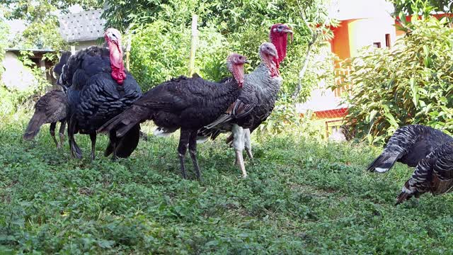 Group_Of_Turkeys_In_A_Liitle_Farm