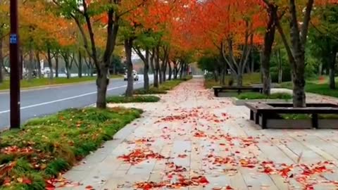 yellowleaves #redleaves #quiet #relax #beauty #nice #foryou #tiktok #sceneryvideos #scenery