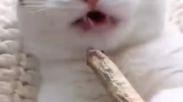 Funny catπ moments captured on camera π