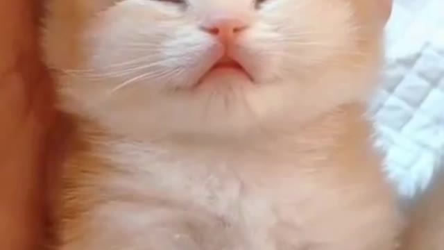 Funny cute little cat reaction & Meowing !