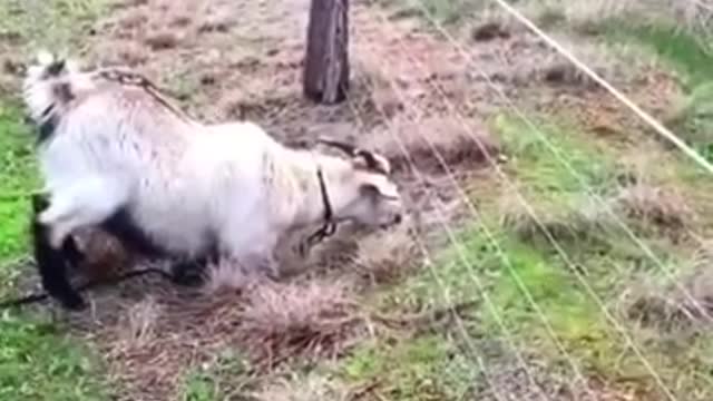 In vain this goat got there