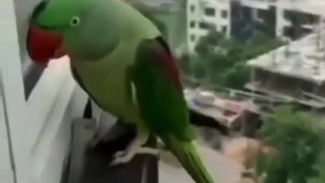 Parrot calling mommy,speaking parrot