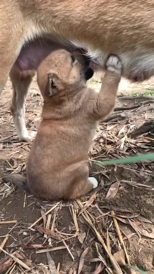 Adorable puppy 🤩😘