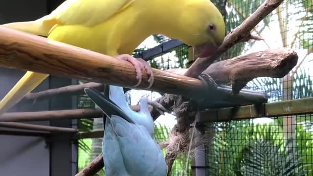 Natural Birds Flying Video