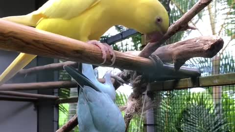 Natural Birds Flying Video