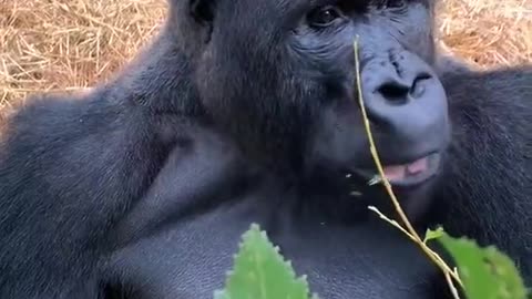 Gorilla eating leaves