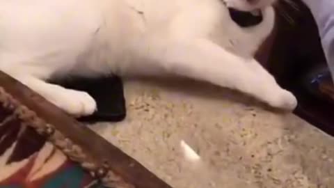 Funny cats compilation😸😺😹