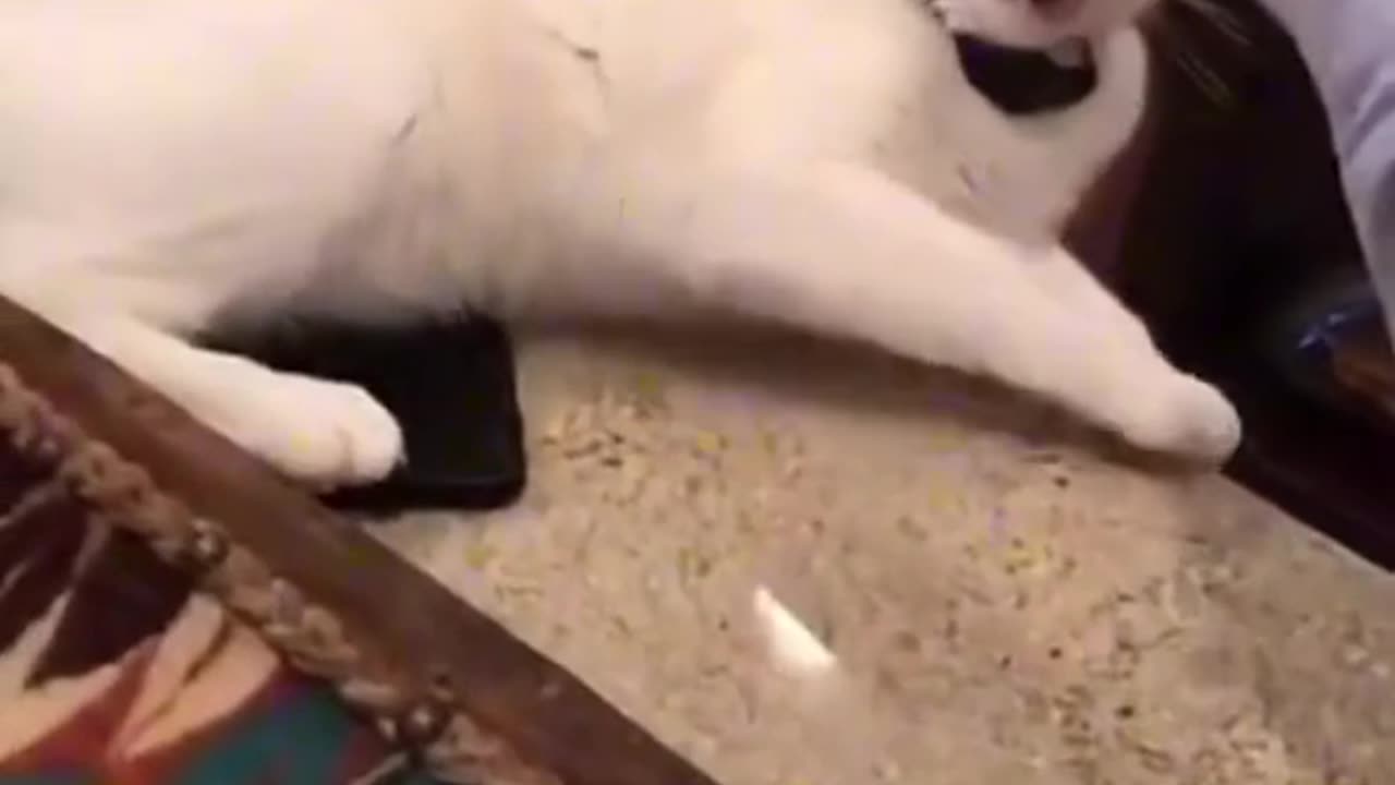 Funny cats compilation😸😺😹