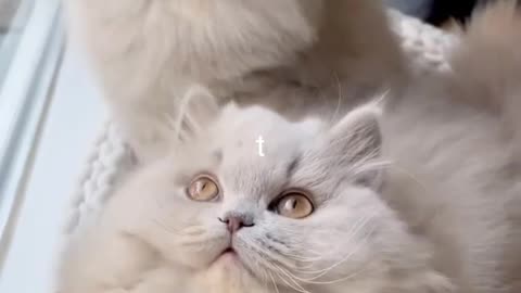 Funny animals prank videos funny