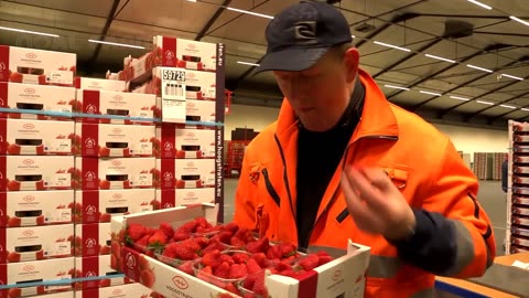 Awesome Hydroponic Strawberries Farming - Modern Agriculture Technology - Strawberries Harvesting