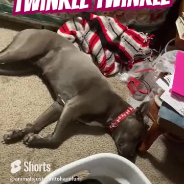 Twinkle twinkle little doggy’s