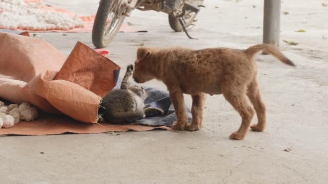 Dog 🐕 and cat 🐱 cute video