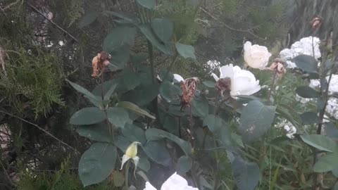 White Rose