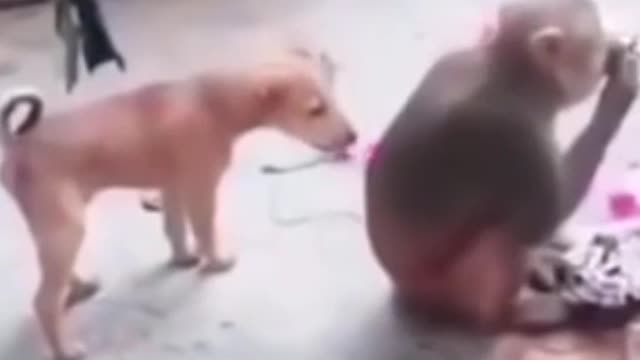 Very Funny Video of Monkey and Dog