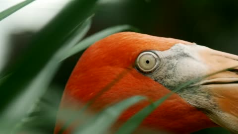 Portrait of a flamingo looking around