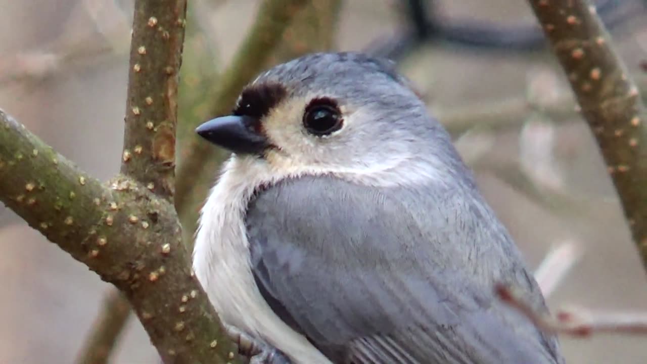 Tufted Titmouse