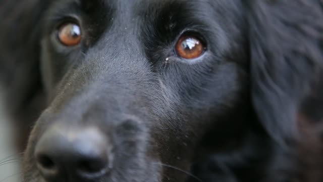 Black dog with a beautiful brown eyes
