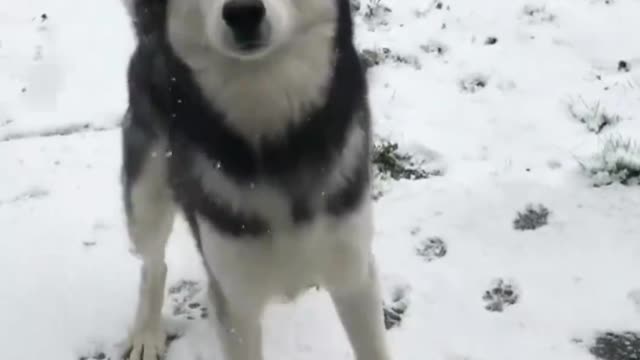 Do you like sled dogs as pets?