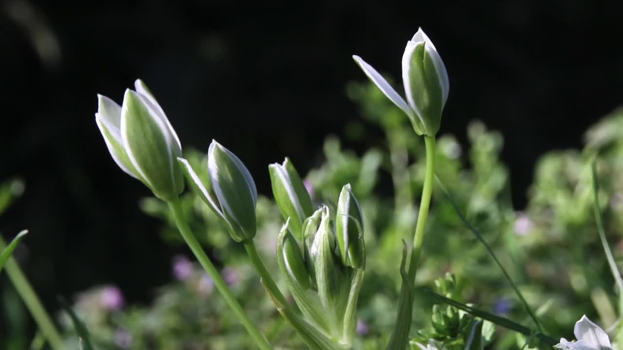 تفتيح الزهور