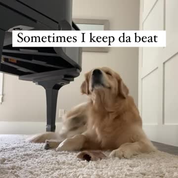 America dogs.1. Fun. everyday situations. Fun. Exclusive for summer 2021.