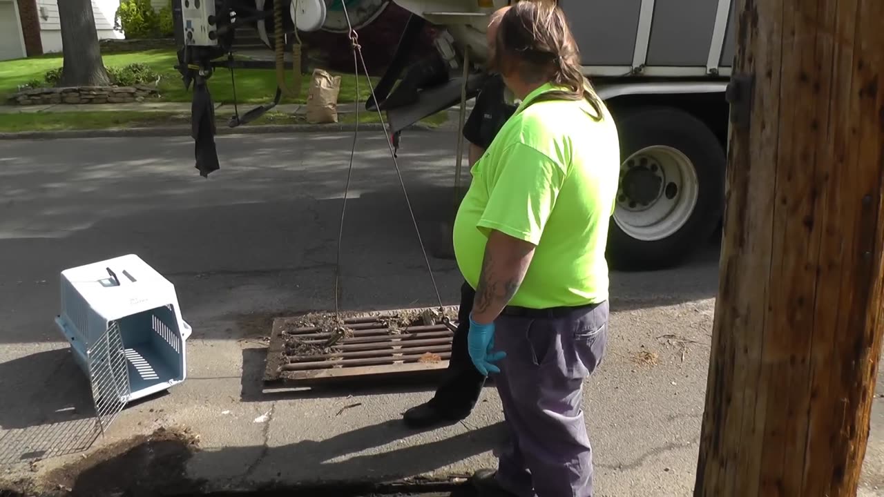 Ducklings rescued from storm drain