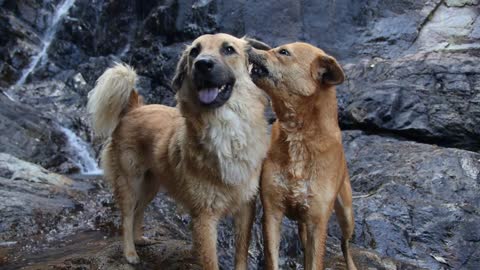 Two Dogs Care About Each Other