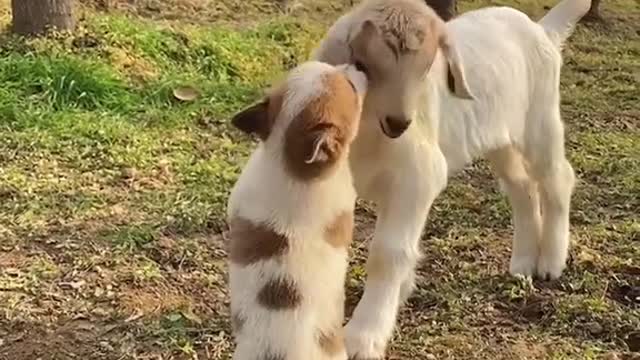 Funny Dog Videos 2022😂🐕 ! Try Not To Laugh