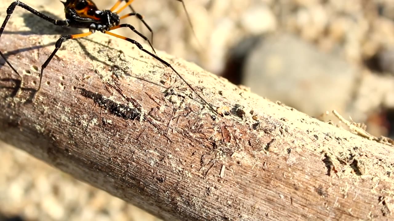 spidera rachened insect